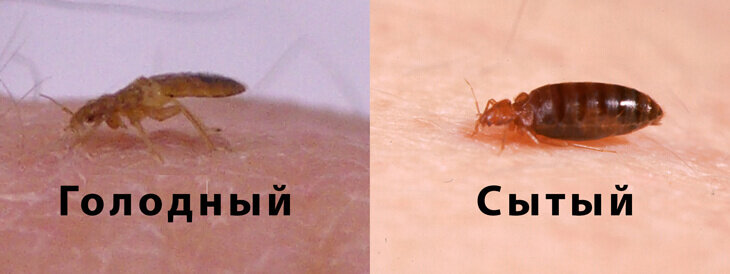 Как выглядит сытый клоп