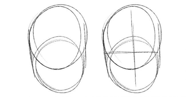 Два круга составляют основу головы