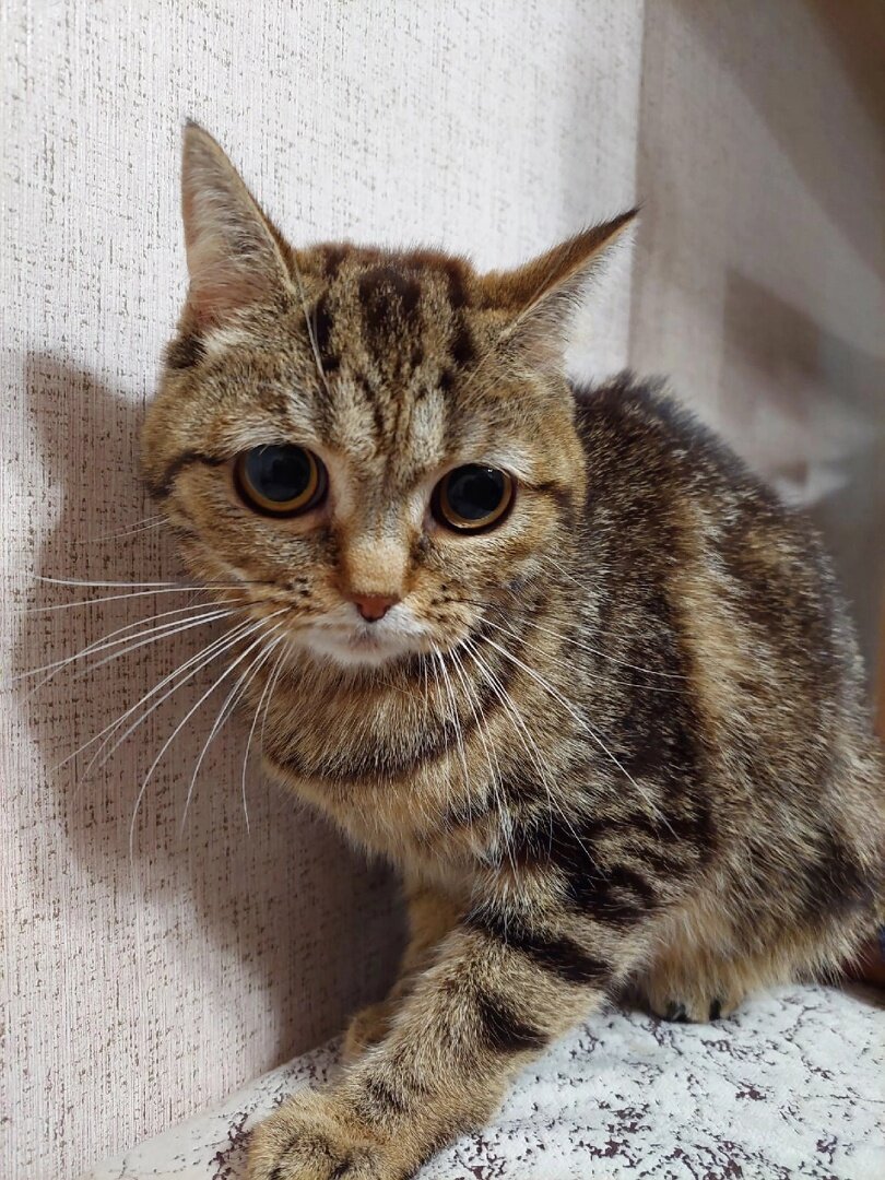 Кошку оставила себе одна из спасительниц