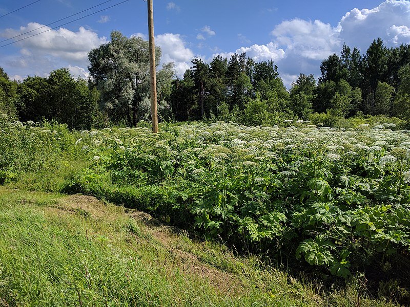 Борщевик Сосновского (Heracleum Sosnowskyi)