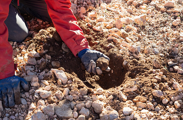    Обнаружение трюфеля среди корней. Фото: Shutterstock.com
