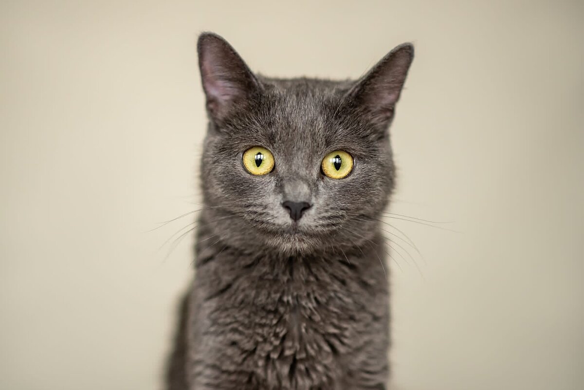 Снежинке всего 1,5 года. но уже успела познать многое... 