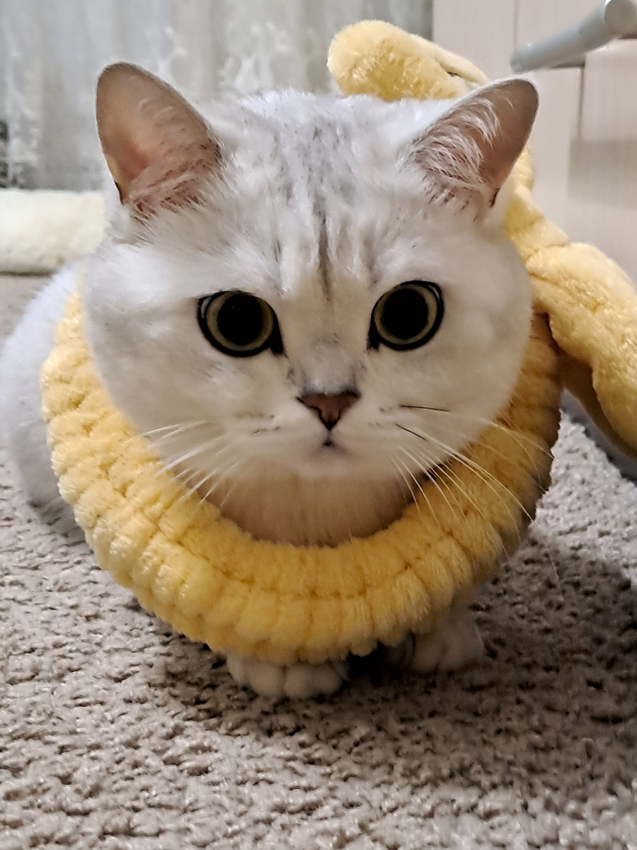 Кошечка 🐱 
