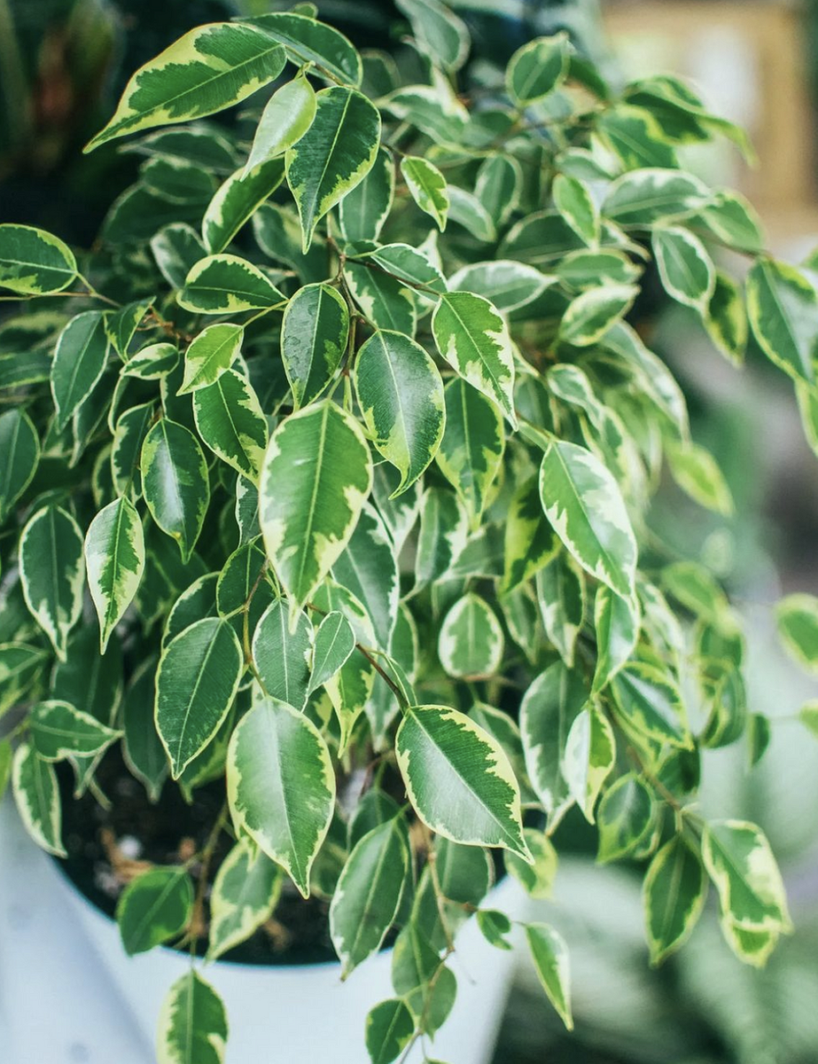    Соцсети блогера lena_i_cvetochki