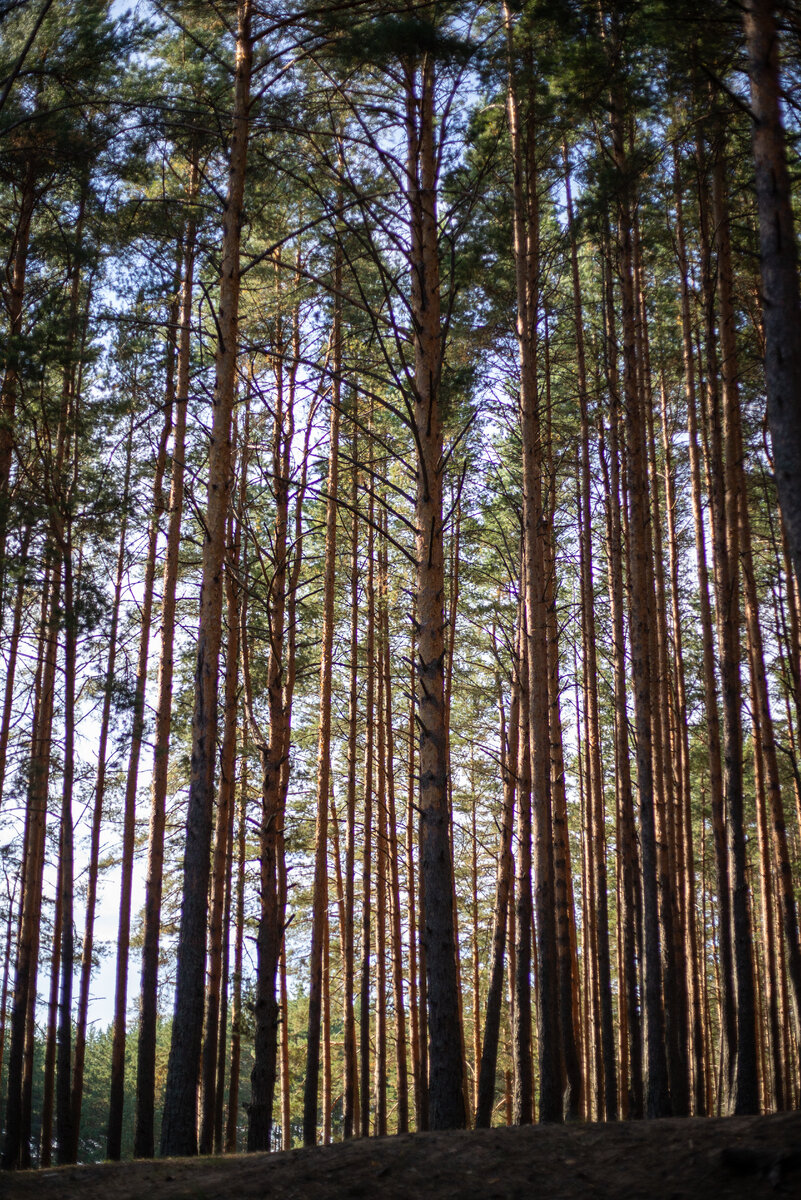 Сосны на берегу озера. Фото автора