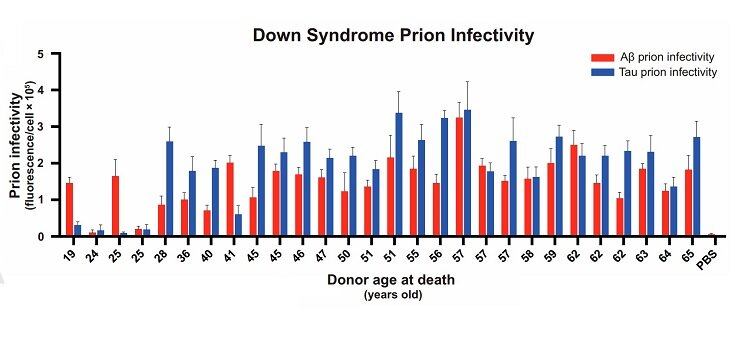     Уровень флуоресценции при "заражении" культуры клеток прионами от пациентов с синдромом Дауна Carlo Condello et al. / PNAS, 2022