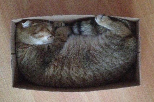    Зачем будить кота?