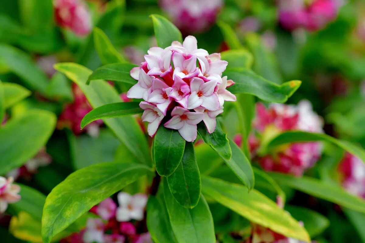 Daphne arbuscula Family: Thymelaeaceae Plants, Garden plants, Alpine plants