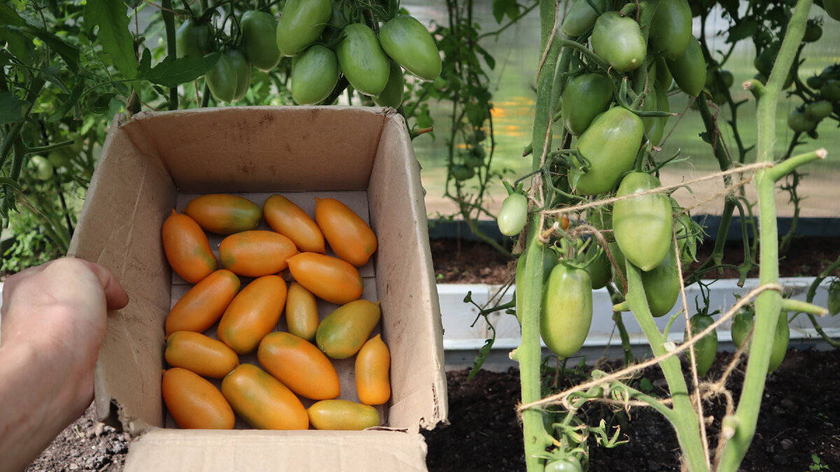 Томат чухлома.