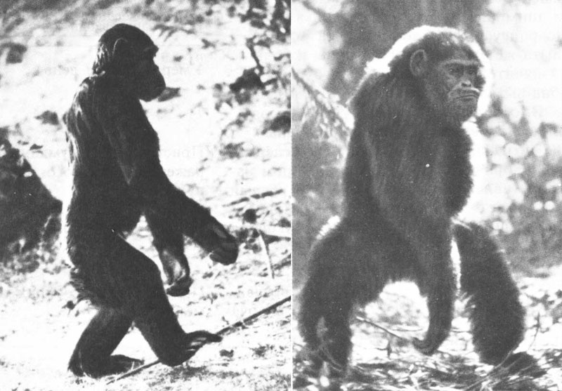 Австралопитеки прямохождение. Человек примат. Шимпанзе и человек. Прямохождение обезьян.
