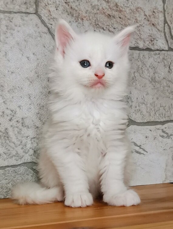 Freygard Don Pedro, 5 недель