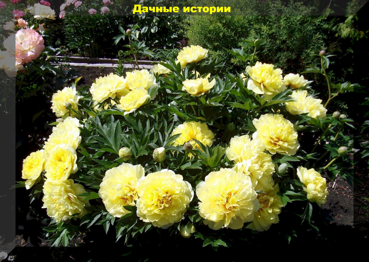 https://vk.com/photo-159774511_457257668. Пион Bartzella (Бартзелла)