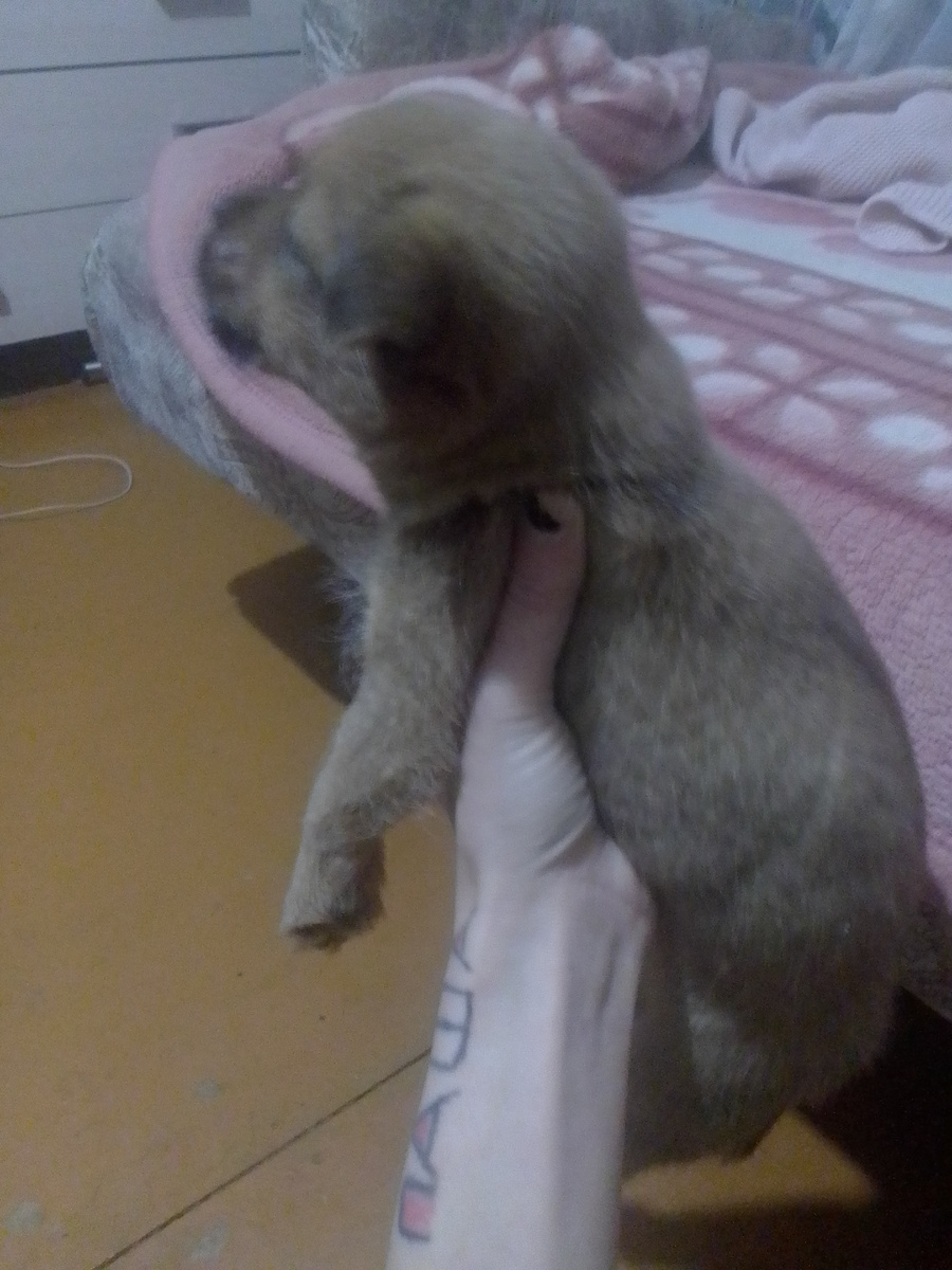 Ну вот сейчас бегает живой и здоровый, Я уже ничему не удивляюсь, как только рука поднялась, как так можно он же живой, он у нас почти месяц, было понятно что ему не более двух недель, отдайте в добрые руки не губите душу невинную.