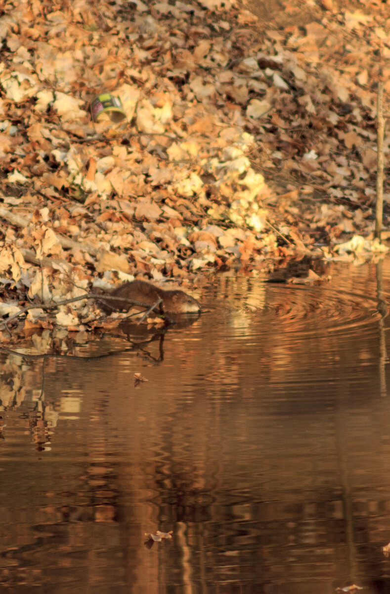 Вот она, красотка)