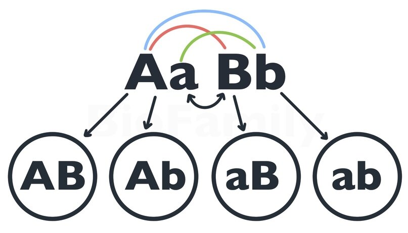 Biofamily биология