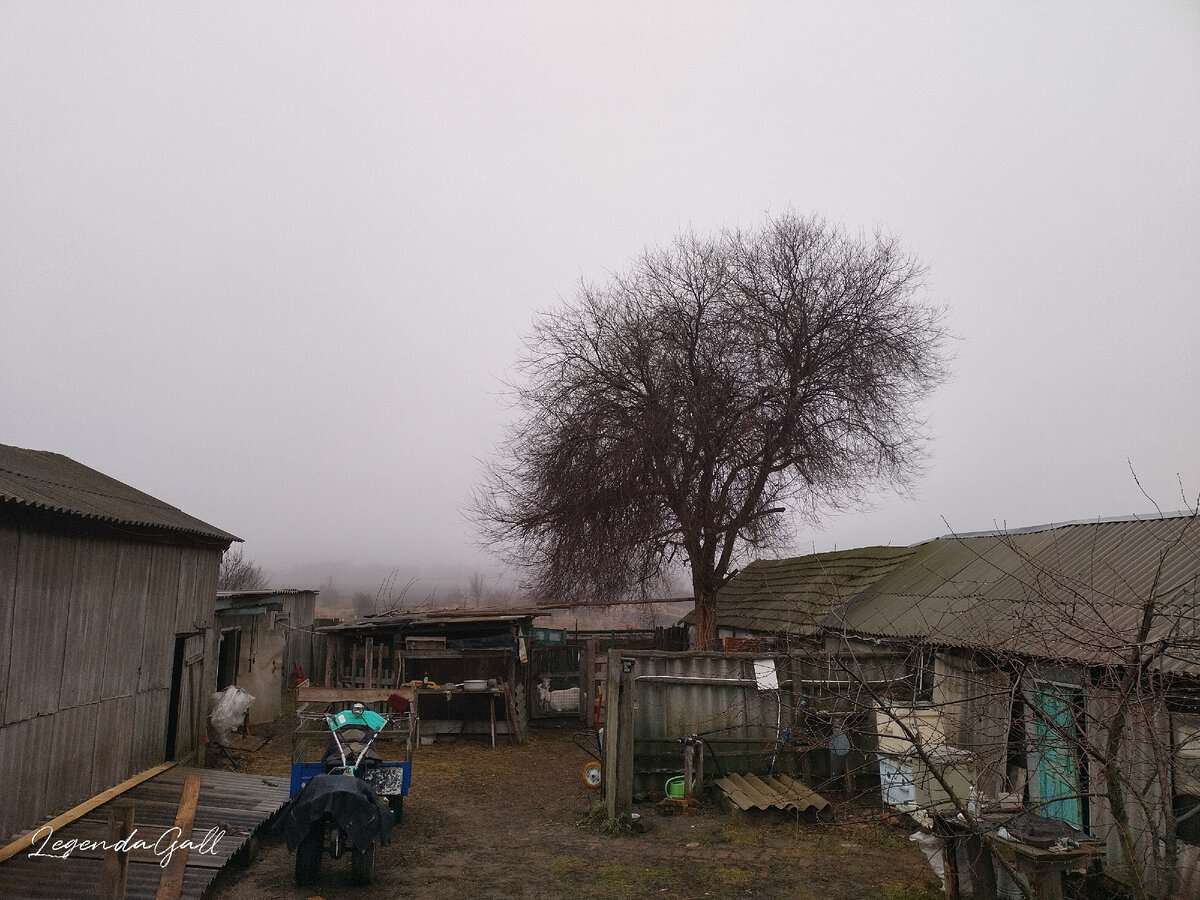 Ёжик в тумане.