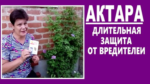 АКТАРА - длительная защита от тли, клещей,гусениц... Знакомство с препаратом