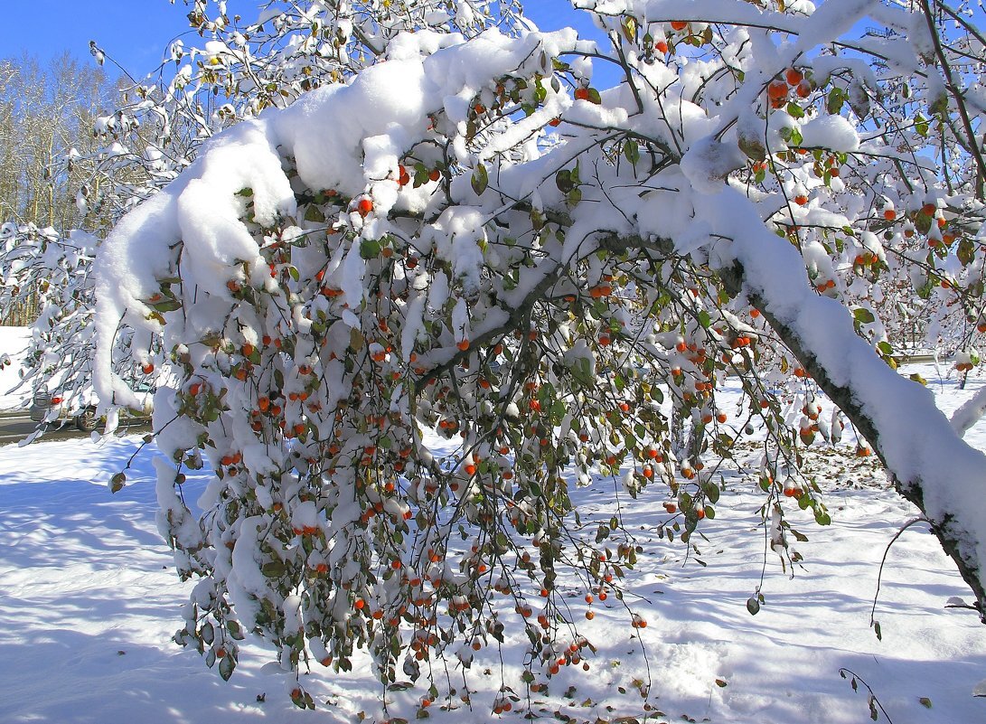 Зима в саду (фото с сайта fotokto.ru)