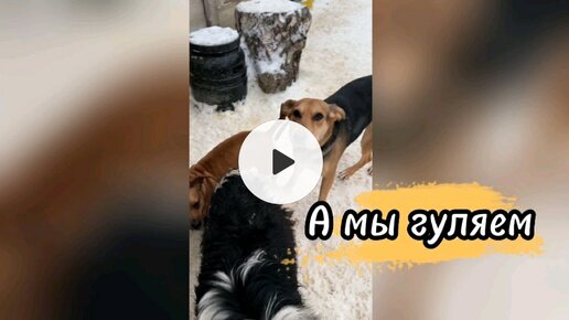 А мы на прогулке 🐶