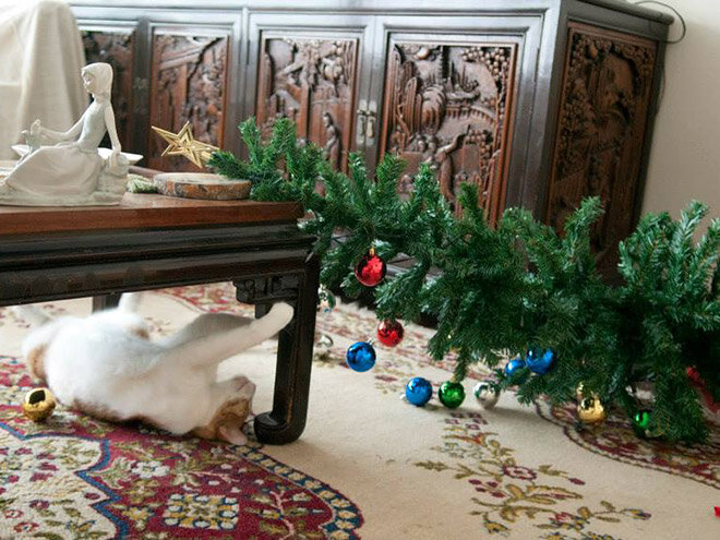 Домик для кота