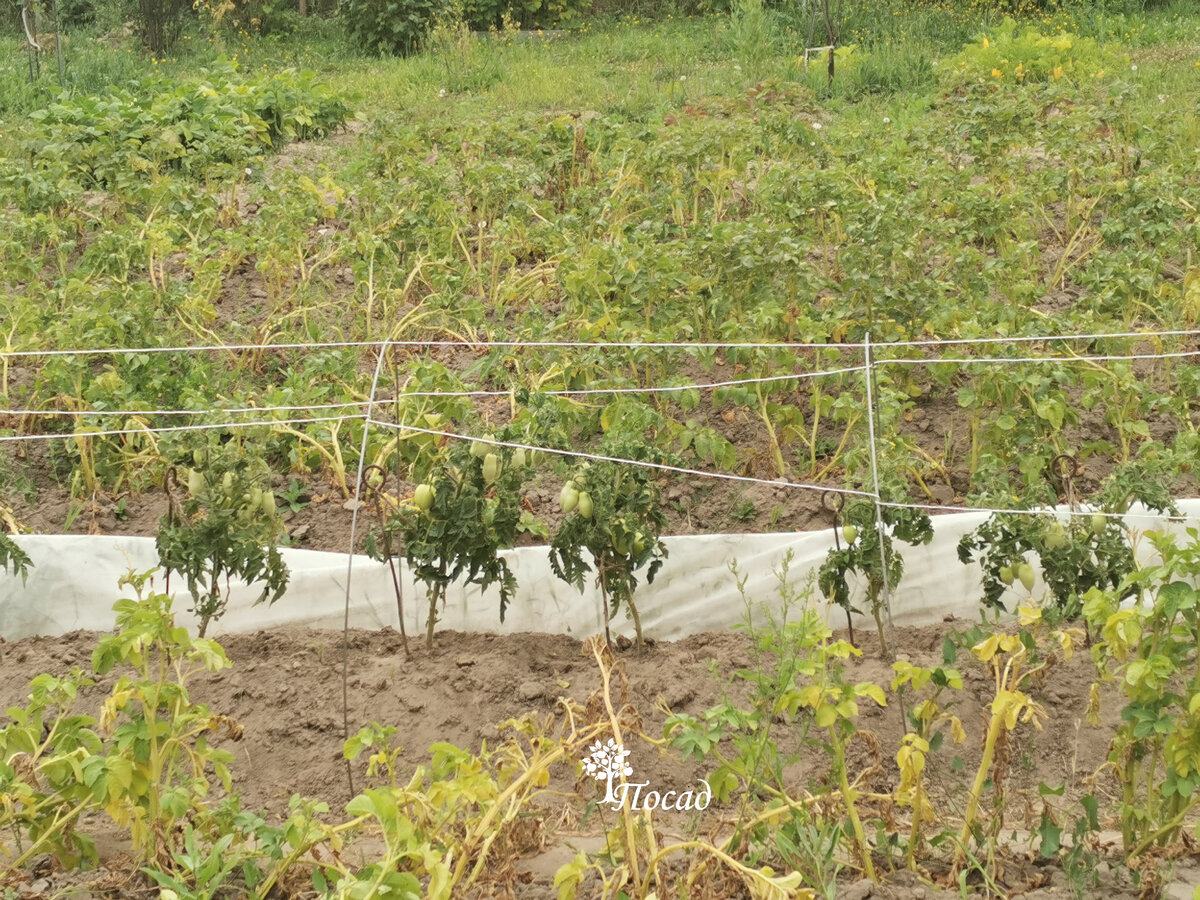 Огород деревенского соседа. Два раза в год, весной и осенью он перепахивает его мотоблоком. Выращивает только картошку и пару рядочков огурцов с помидорами. Помидоры каждый год подхватывают фитофтору от картошки. Но сосед не тужит, собирает их зелёными.