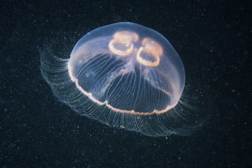 Виды медуз черного моря