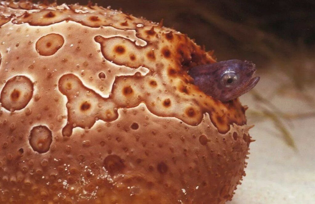 Фото с сайта mir-znaniy.com