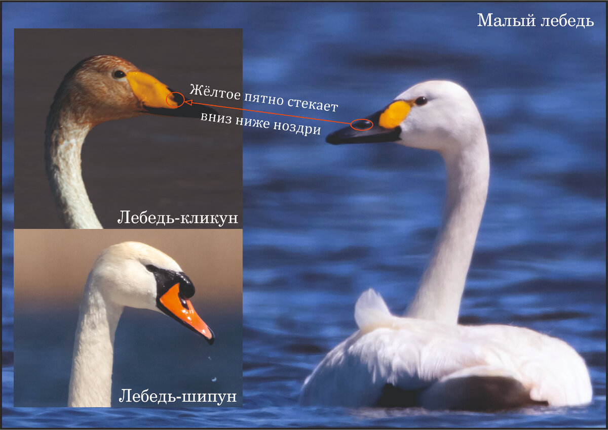 Фото: Жбир Денис