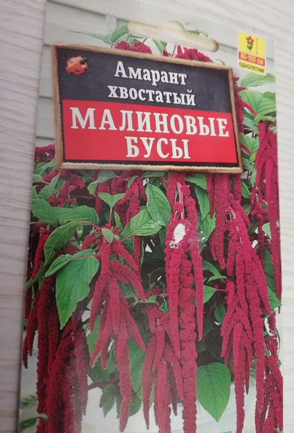 Семена Амарант Малиновые бусы, арт.: 3477