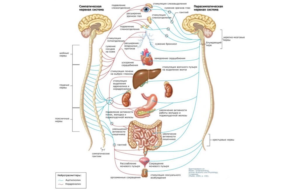 Вегетативная нервная система (нажмите для увеличения)
