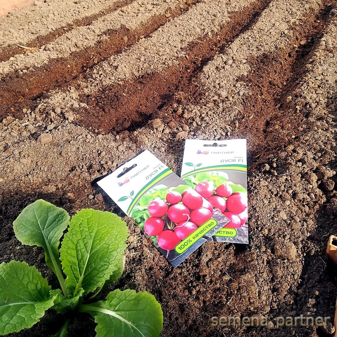 Можно ли редис посадить. Посев редиса. Посев редиса в открытый грунт. Садить редиску. Редис крупноплодный сорта.