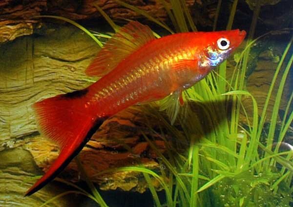 Источник фото: ruinemans.com