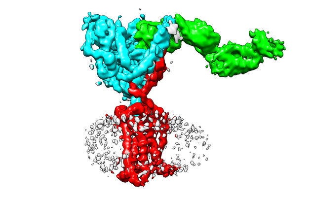 Структурное распознавание ВИЧ-1 Т-клеткой , Homo sapiens. Рисунок отсюда http://www.ebi.ac.uk/pdbe/entry/emdb/EMD-9109/volume
