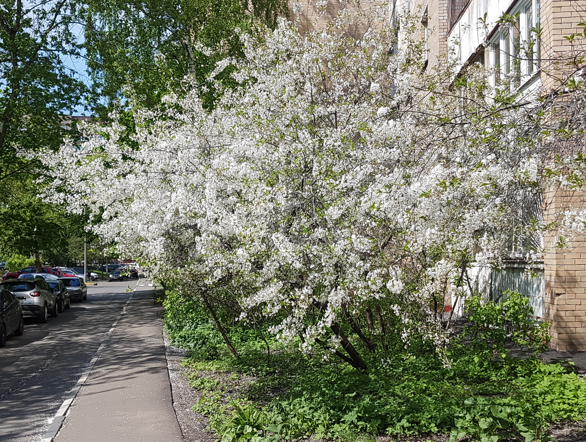 А в Москве тем временем всё цветёт...