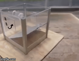 В отверстие просовывают орех (личинку червяка) привязывают к веревке, за которую надо потянуть и вытащить вкуснятину. 