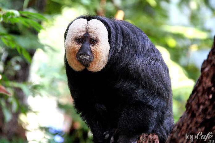 ТОП-10 лучших мест для любителей обезьян ?? | ? ТопКафе | Дзен