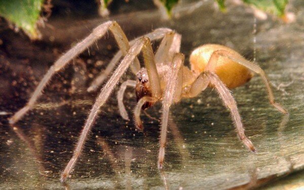 Гигантский ядовитый паук аргиопа попал на фото в Воронеже