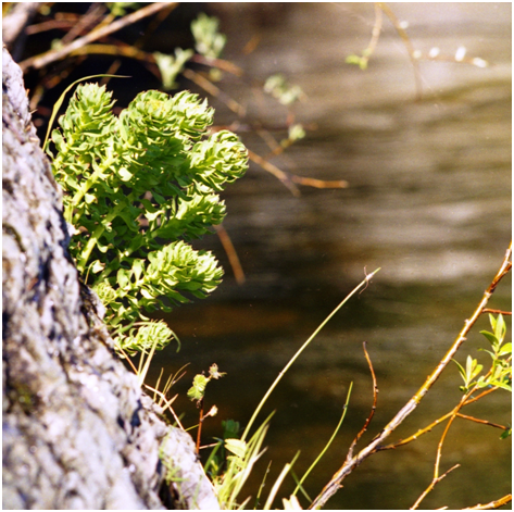 Юный Золотой корень
