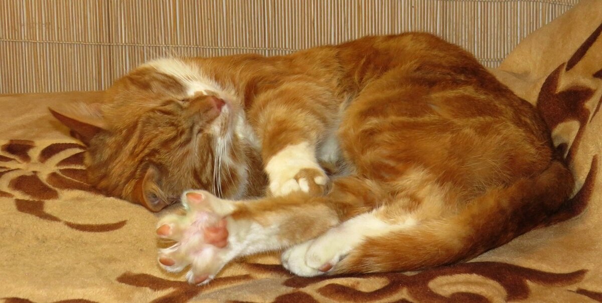 Тимка спит и тянет лапу :)