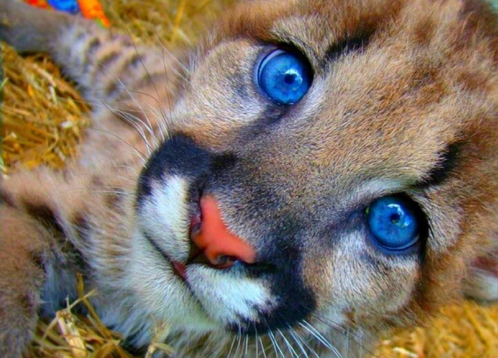 фото: https://i12.fotocdn.net
