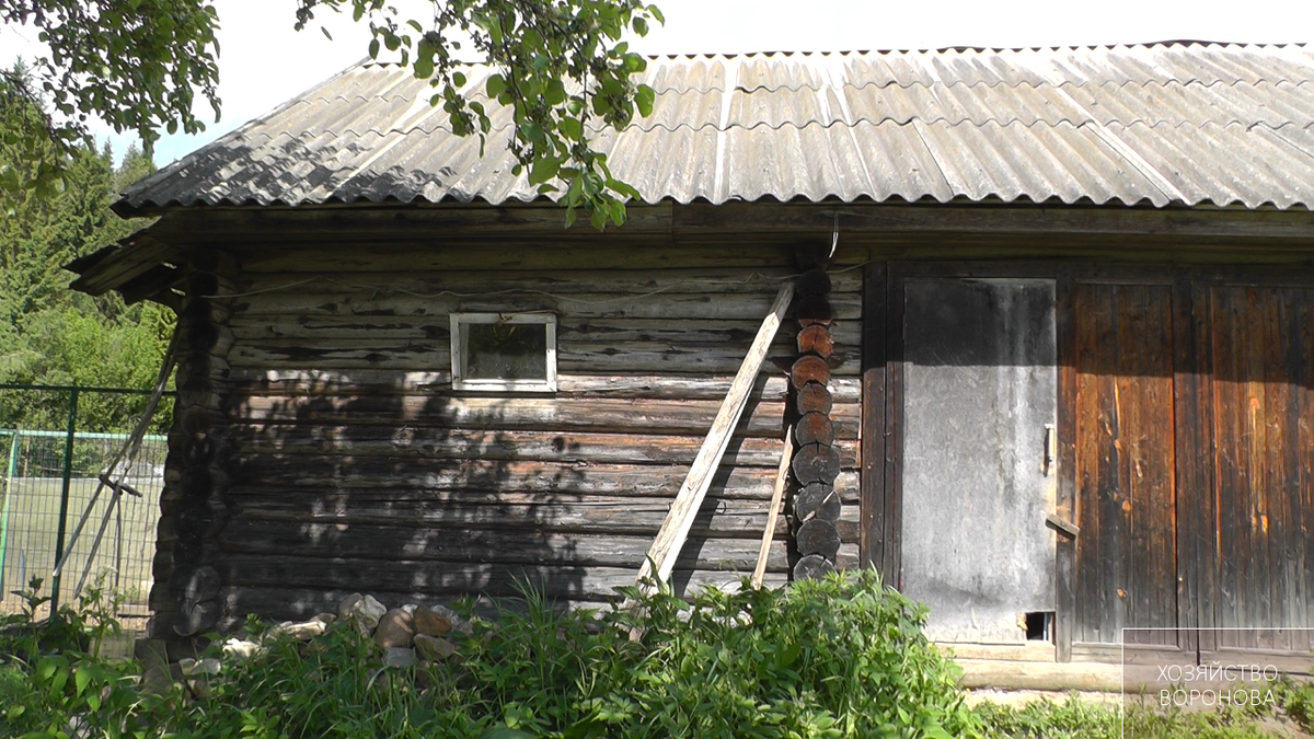 Мой курятник летом