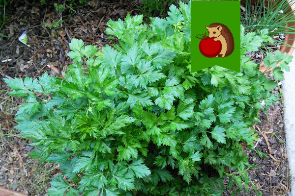 Фото: http://www.dom-v-sadu.ru/wp-content/uploads/2017/03/petrushka.jpg