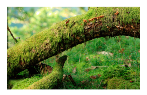 Фото из сети