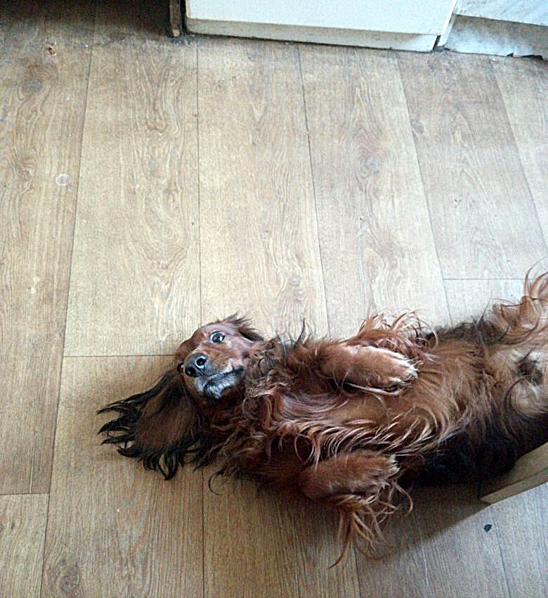 Хантер собственной персоной из личных архивов Маши.