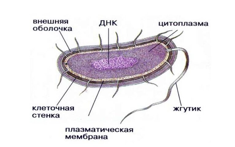 На рисунке представлено общее строение бактериальной клетки. Основные структуры, имеющие значение при выборе антибиотика: плазматическая мембрана(эта структура есть абсолютно у всех клеток, но специфическая проходимость для антибиотиков есть только у бактерий); клеточная стенка( на рисунке это внешняя оболочка); рибосомы( они настолько мелкие и здесь не отображены); ну и как же без ДНК и РНК.