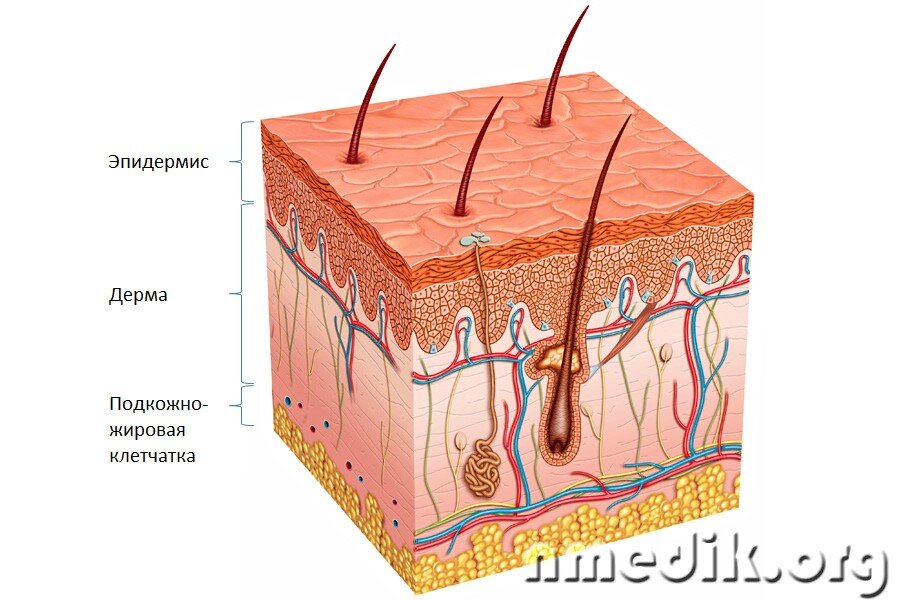 Уникальное строение нашей кожи.