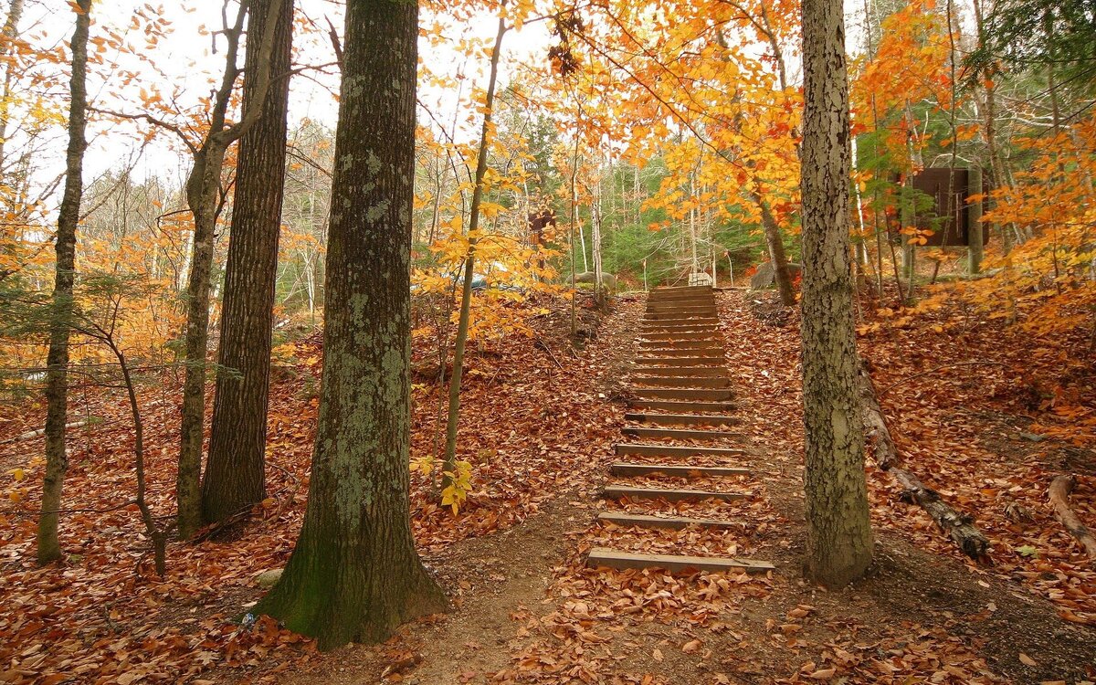 https://www.tokkoro.com/picsup/3385989-wood-trees-steps-autumn-descent-leaves.jpg