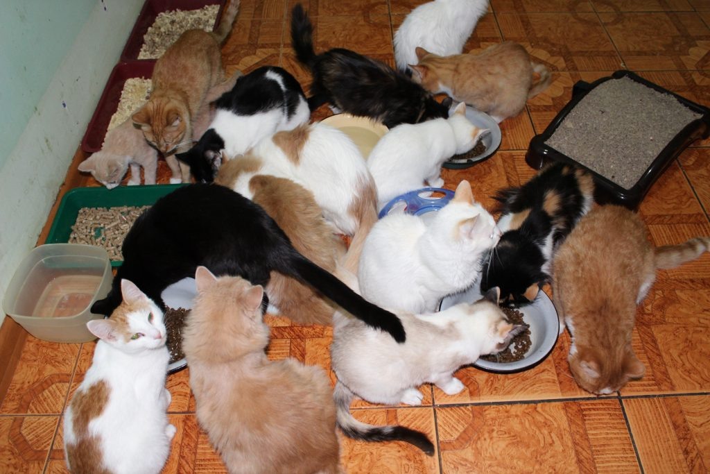 Фото АНО ЗООЦЕНТР ДОБРЫЕ СЕРДЦА