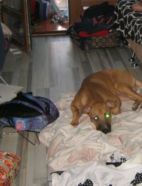 Бобби не выводили на улицу и он окопался дома... в постельном белье.