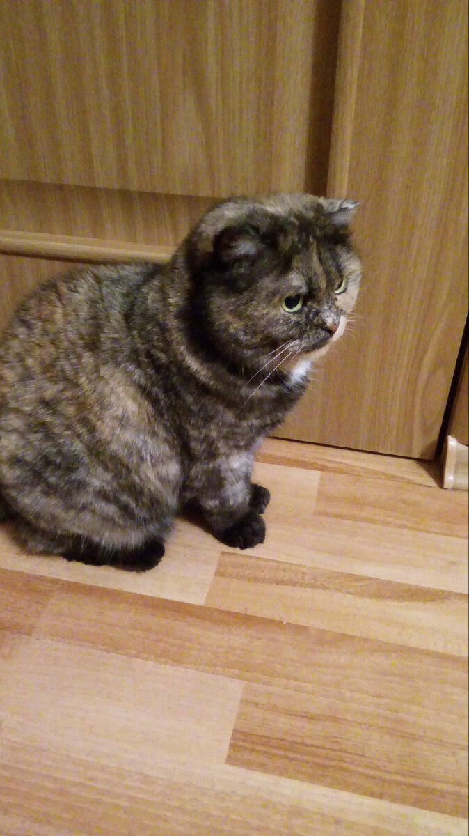 Опять хозяева не слушаются